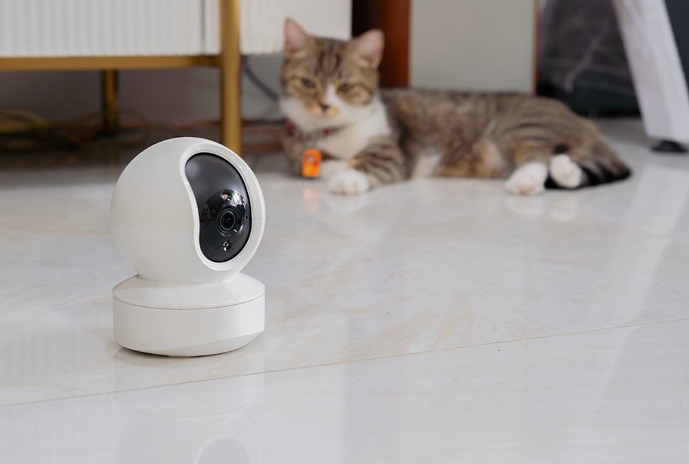 A cat lying on the floor next to a camera