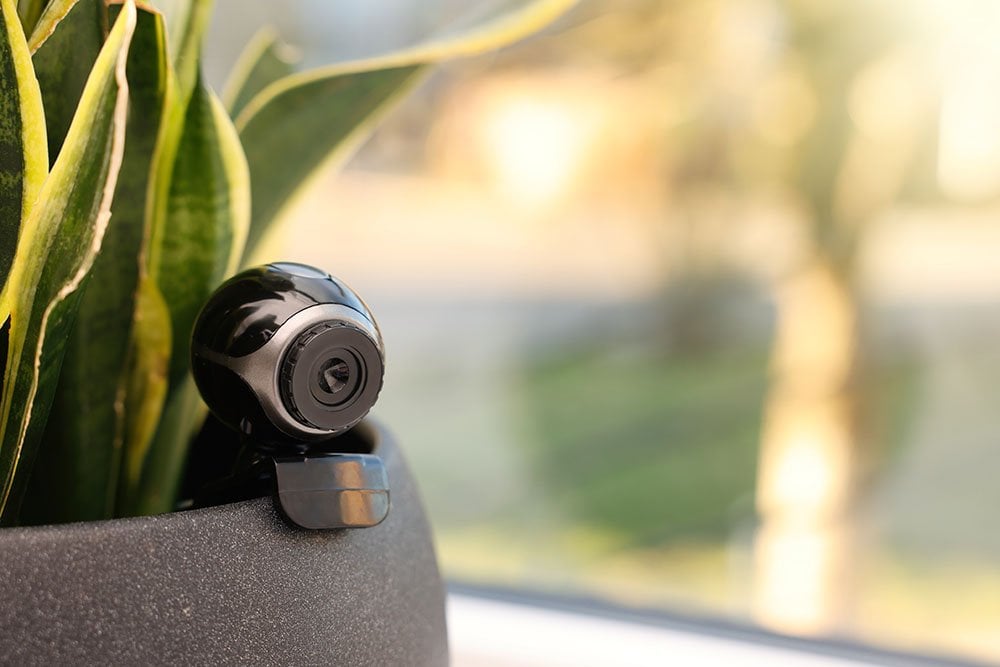 A security camera hidden in a potted plant